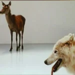 Mircea Cantor, Deeparture, video, 2005