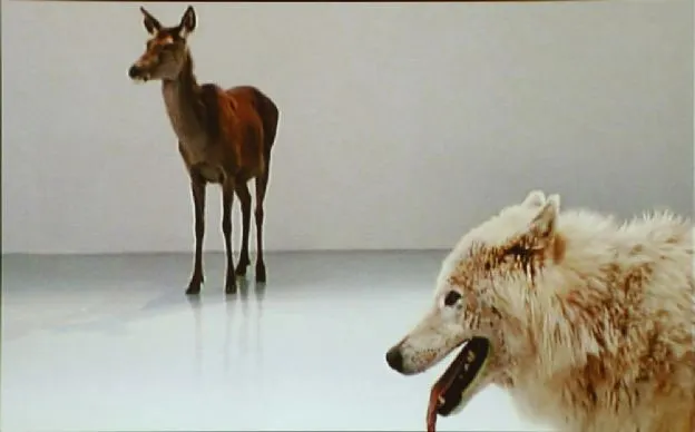 Mircea Cantor, Deeparture, video, 2005